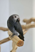 Theo – Male Timneh African Grey Parrot (Fully Weaned, DNA Verified)
