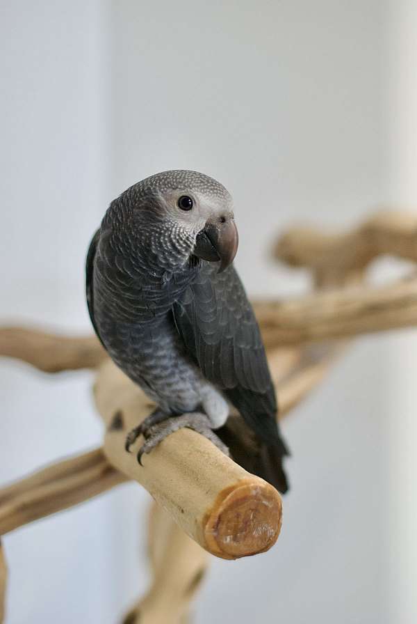 Theo – Male Timneh African Grey Parrot (Fully Weaned, DNA Verified)