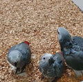 African Grey Baby Parrot Pair – Male & Female, 9 Months Old