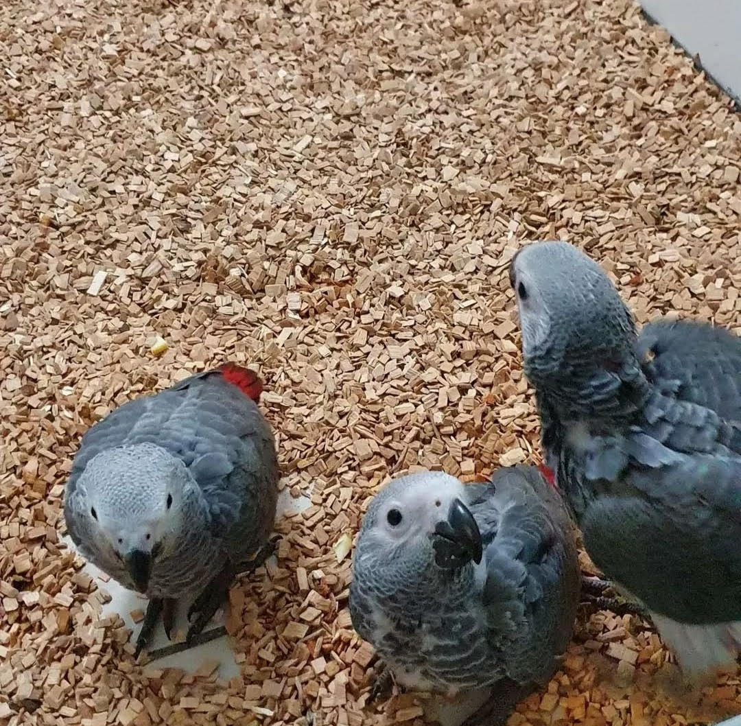 African Grey Baby Parrot Pair – Male & Female, 9 Months Old