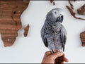 Violet – Female Congo African Grey Parrot (DNA Tested, Fully Weaned)