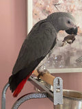 Milo – Male Congo African Grey Baby Parrot (Fully Weaned, DNA Certified)