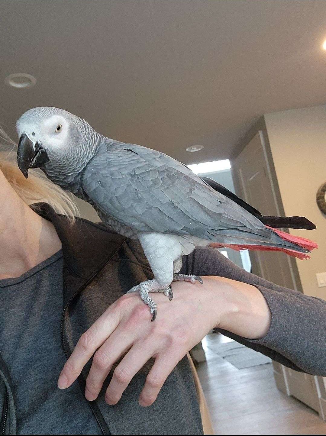 Bella – Female African Grey Baby Parrot (Fully Weaned, DNA Certified)
