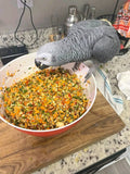 Orion – Male Congo African Grey Parrot (Fully Weaned, DNA Certified)