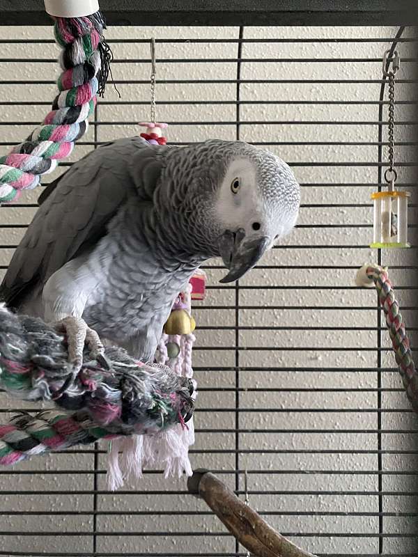 Zara – Female Timneh African Grey Parrot (Fully Weaned & DNA Tested)