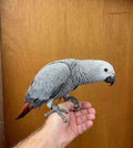 Luna – Female Congo African Gray Parrot (Fully Weaned & DNA Tested)