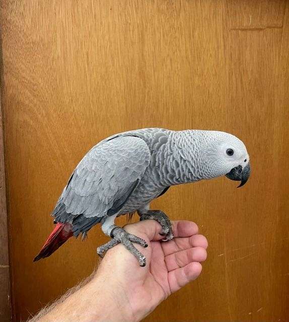 Luna – Female Congo African Gray Parrot (Fully Weaned & DNA Tested)