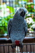 Jasper – Male Congo African Gray Parrot (Fully Weaned & DNA Tested)